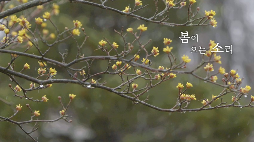 1.이달의 영상 예천박물관에서 '봄이 오나봄' (2020.03)